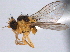  (Liriomyza philadelphivora - CCDB-21330-F11)  @15 [ ] CreativeCommons - Attribution (2014) CBG Photography Group Centre for Biodiversity Genomics