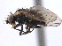  (Liriomyza quadrisetosa - CCDB-21330-F12)  @11 [ ] CreativeCommons - Attribution (2014) CBG Photography Group Centre for Biodiversity Genomics