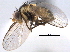 (Liriomyza sylvatica - CCDB-21330-G05)  @15 [ ] CreativeCommons - Attribution (2014) CBG Photography Group Centre for Biodiversity Genomics