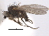  (Phytomyza peteoi - CCDB-21330-G07)  @13 [ ] CreativeCommons - Attribution (2014) CBG Photography Group Centre for Biodiversity Genomics