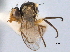  (Liriomyza sinuata - CCDB-21330-H04)  @11 [ ] CreativeCommons - Attribution (2014) CBG Photography Group Centre for Biodiversity Genomics