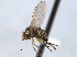  (Liriomyza variata - CCDB-21330-H07)  @11 [ ] CreativeCommons - Attribution (2014) CBG Photography Group Centre for Biodiversity Genomics
