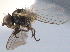  ( - CCDB-21330-H11)  @11 [ ] CreativeCommons - Attribution (2014) CBG Photography Group Centre for Biodiversity Genomics