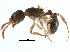  (Myrmica punctiventris - CCDB-21332-B02)  @15 [ ] CreativeCommons - Attribution (2014) CBG Photography Group Centre for Biodiversity Genomics