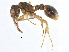  (Myrmica pinetorum - CCDB-21332-B05)  @15 [ ] CreativeCommons - Attribution (2014) CBG Photography Group Centre for Biodiversity Genomics