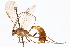  (Ophion flavidus - CCDB-21332-E06)  @15 [ ] CreativeCommons - Attribution (2014) CBG Photography Group Centre for Biodiversity Genomics