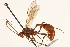  ( - CCDB-21332-F02)  @14 [ ] CreativeCommons - Attribution (2014) CBG Photography Group Centre for Biodiversity Genomics