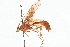  ( - CCDB-21332-F08)  @14 [ ] CreativeCommons - Attribution (2014) CBG Photography Group Centre for Biodiversity Genomics