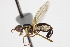  ( - CCDB-21334-A09)  @11 [ ] CreativeCommons - Attribution (2014) CBG Photography Group Centre for Biodiversity Genomics