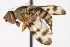  ( - CCDB-21334-D10)  @14 [ ] CreativeCommons - Attribution (2014) CBG Photography Group Centre for Biodiversity Genomics