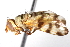  ( - CCDB-21334-D12)  @13 [ ] CreativeCommons - Attribution (2014) CBG Photography Group Centre for Biodiversity Genomics