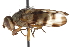  ( - CCDB-21334-E02)  @11 [ ] CreativeCommons - Attribution (2014) CBG Photography Group Centre for Biodiversity Genomics