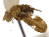  (Eurosta - CCDB-21334-G03)  @15 [ ] CreativeCommons - Attribution (2014) CBG Photography Group Centre for Biodiversity Genomics