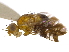  ( - CCDB-21334-H01)  @14 [ ] CreativeCommons - Attribution (2014) CBG Photography Group Centre for Biodiversity Genomics