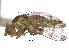  ( - CCDB-21334-H08)  @13 [ ] CreativeCommons - Attribution (2014) CBG Photography Group Centre for Biodiversity Genomics