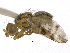  ( - CCDB-21334-H11)  @14 [ ] CreativeCommons - Attribution (2014) CBG Photography Group Centre for Biodiversity Genomics