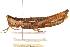  (Mermiria bivittata - CCDB-21335-D02)  @15 [ ] CreativeCommons - Attribution (2014) CBG Photography Group Centre for Biodiversity Genomics