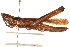  ( - CCDB-21335-D06)  @11 [ ] CreativeCommons - Attribution (2014) CBG Photography Group Centre for Biodiversity Genomics