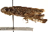  ( - CCDB-21335-E07)  @14 [ ] CreativeCommons - Attribution (2014) CBG Photography Group Centre for Biodiversity Genomics