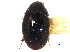  (Paracymus ellipsis - CCDB-21336-E04)  @11 [ ] CreativeCommons - Attribution (2014) CBG Photography Group Centre for Biodiversity Genomics