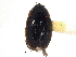  (Cymbiodyta fraterculus - CCDB-21336-G04)  @11 [ ] CreativeCommons - Attribution (2014) CBG Photography Group Centre for Biodiversity Genomics