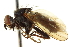  (Cordilura benensis - CCDB-21400-B10)  @14 [ ] CreativeCommons - Attribution (2014) CBG Photography Group Centre for Biodiversity Genomics