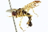  ( - CCDB-21400-E02)  @12 [ ] CreativeCommons - Attribution (2014) CBG Photography Group Centre for Biodiversity Genomics