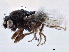  ( - CCDB-21403-B01)  @14 [ ] CreativeCommons - Attribution (2014) CBG Photography Group Centre for Biodiversity Genomics