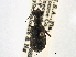  ( - CCDB-21408-C01)  @11 [ ] CreativeCommons - Attribution (2014) CBG Photography Group Centre for Biodiversity Genomics