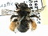  ( - CCDB-21409-E06)  @13 [ ] CreativeCommons - Attribution (2014) CBG Photography Group Centre for Biodiversity Genomics