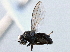  ( - CCDB-21412-D11)  @11 [ ] CreativeCommons - Attribution (2014) CBG Photography Group Centre for Biodiversity Genomics