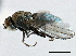  (Hecamedoides glaucellus - CCDB-21412-E08)  @11 [ ] CreativeCommons - Attribution (2014) CBG Photography Group Centre for Biodiversity Genomics
