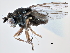  (Hyadina subnitida - CCDB-21412-F05)  @15 [ ] CreativeCommons - Attribution (2014) CBG Photography Group Centre for Biodiversity Genomics