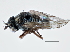  ( - CCDB-21412-F07)  @11 [ ] CreativeCommons - Attribution (2014) CBG Photography Group Centre for Biodiversity Genomics