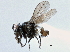  ( - CCDB-21412-F10)  @11 [ ] CreativeCommons - Attribution (2014) CBG Photography Group Centre for Biodiversity Genomics