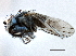  (Lamproscatella arichaeta - CCDB-21412-G09)  @11 [ ] CreativeCommons - Attribution (2014) CBG Photography Group Centre for Biodiversity Genomics