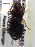  ( - CCDB-21414-G08)  @14 [ ] CreativeCommons - Attribution (2014) CBG Photography Group Centre for Biodiversity Genomics