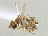 ( - CCDB-21420-D06)  @11 [ ] CreativeCommons - Attribution (2014) CBG Photography Group Centre for Biodiversity Genomics