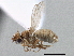  ( - CCDB-21420-D07)  @11 [ ] CreativeCommons - Attribution (2014) CBG Photography Group Centre for Biodiversity Genomics