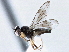  ( - CCDB-21420-G07)  @15 [ ] CreativeCommons - Attribution (2014) CBG Photography Group Centre for Biodiversity Genomics