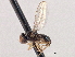  (Leiomyza laevigata - CCDB-21420-H07)  @11 [ ] CreativeCommons - Attribution (2014) CBG Photography Group Centre for Biodiversity Genomics