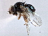  (Leiomyza wheeleri - CCDB-21420-H08)  @11 [ ] CreativeCommons - Attribution (2014) CBG Photography Group Centre for Biodiversity Genomics