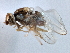  ( - CCDB-21420-H11)  @11 [ ] CreativeCommons - Attribution (2014) CBG Photography Group Centre for Biodiversity Genomics