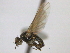  ( - CCDB-21423-C02)  @13 [ ] CreativeCommons - Attribution (2013) CBG Photography Group Centre for Biodiversity Genomics