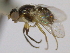  (Protopiophila latipes - CCDB-21423-F03)  @14 [ ] CreativeCommons - Attribution (2013) CBG Photography Group Centre for Biodiversity Genomics