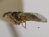  ( - CCDB-21423-G06)  @11 [ ] CreativeCommons - Attribution (2013) CBG Photography Group Centre for Biodiversity Genomics
