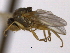  (Agromyza marmorensis - CCDB-21423-H01)  @11 [ ] CreativeCommons - Attribution (2013) CBG Photography Group Centre for Biodiversity Genomics
