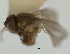  (Agromyza potentillae - CCDB-21423-H03)  @11 [ ] CreativeCommons - Attribution (2013) CBG Photography Group Centre for Biodiversity Genomics