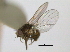  (Agromyza puda - CCDB-21423-H05)  @11 [ ] CreativeCommons - Attribution (2013) CBG Photography Group Centre for Biodiversity Genomics