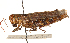  ( - CCDB-21424-A09)  @11 [ ] CreativeCommons - Attribution (2014) CBG Photography Group Centre for Biodiversity Genomics